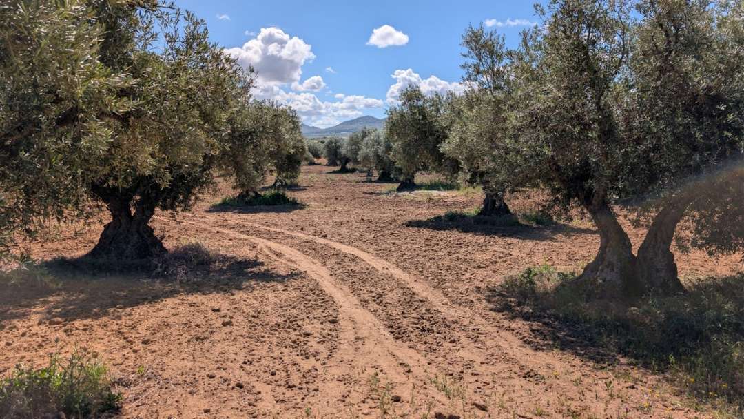 Colinas de Garzón — Oleoturismo — featured image