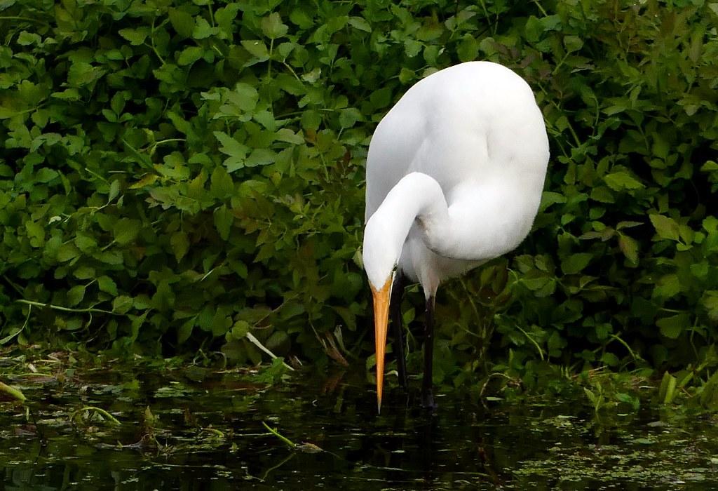 Ecoturismo Laguna Garzón — Bild