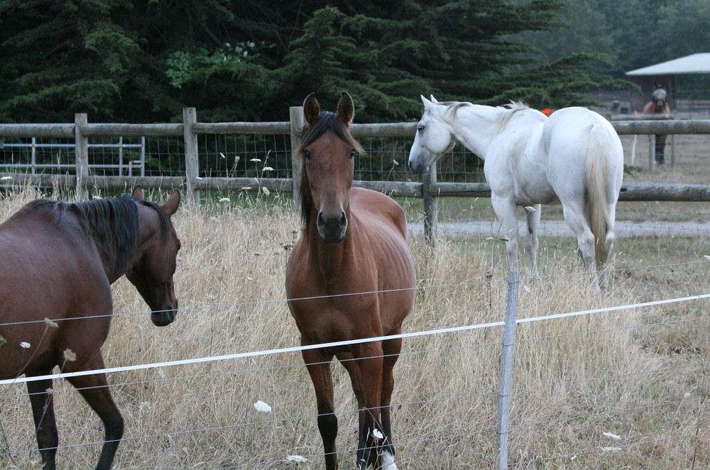 Haras Godiva — imagen destacada